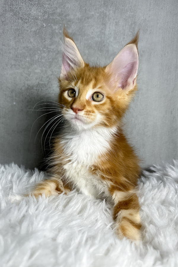 Primo | Maine Coon Kitten