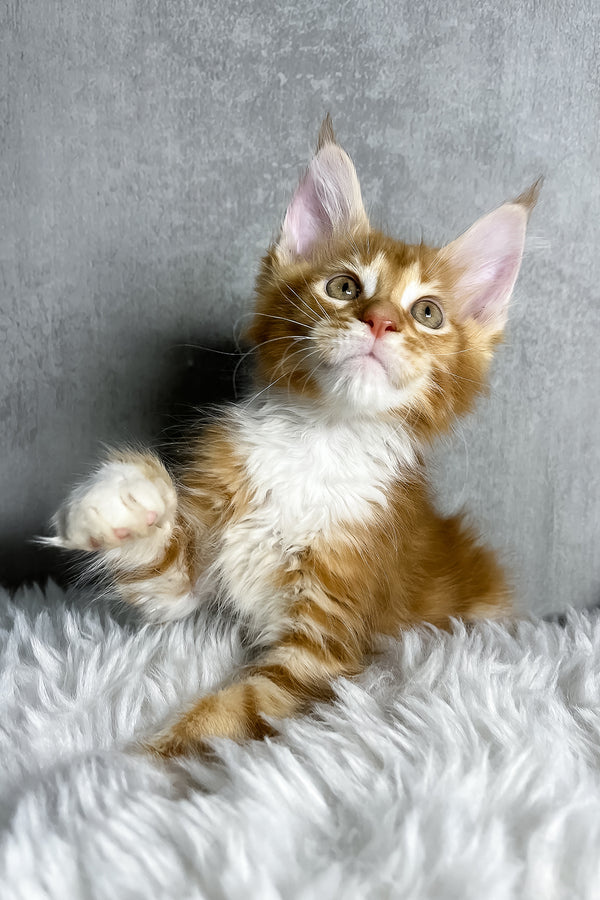 Primo | Maine Coon Kitten