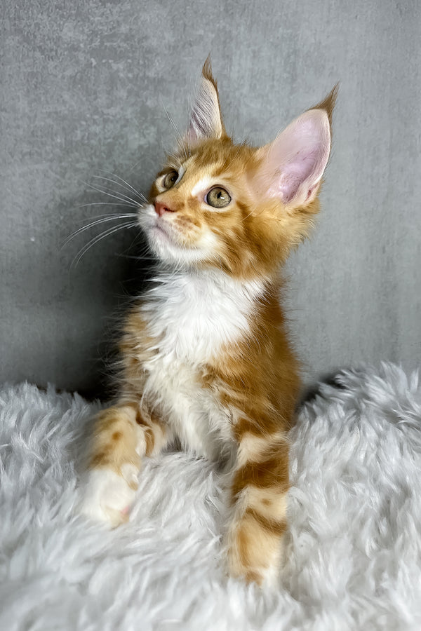 Primo | Maine Coon Kitten