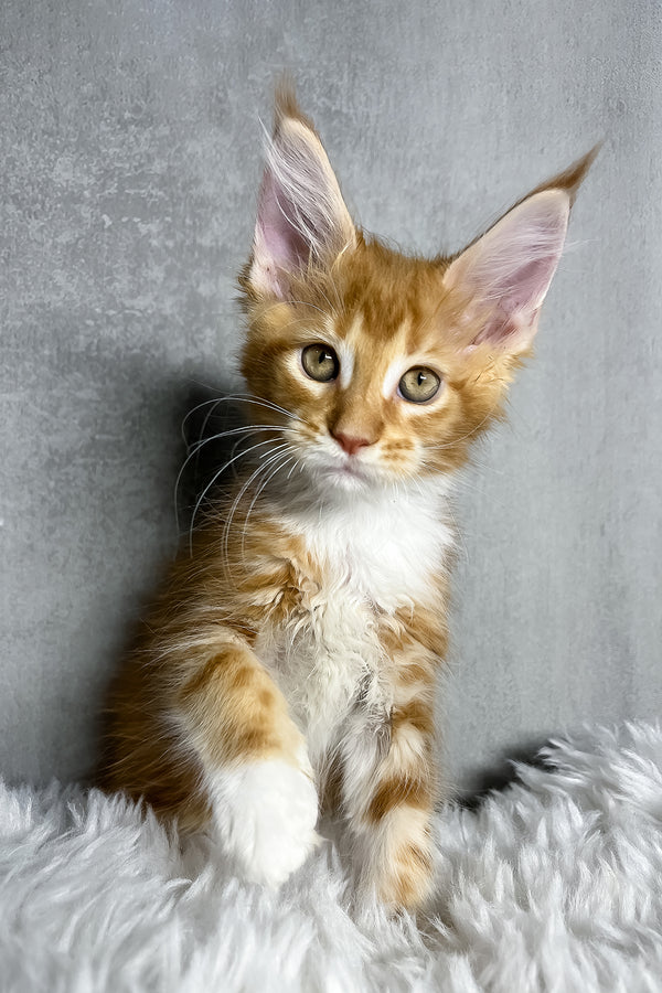Primo | Maine Coon Kitten