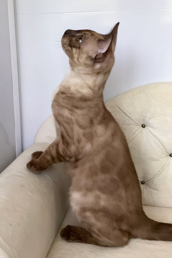 Prince | Bengal Kitten