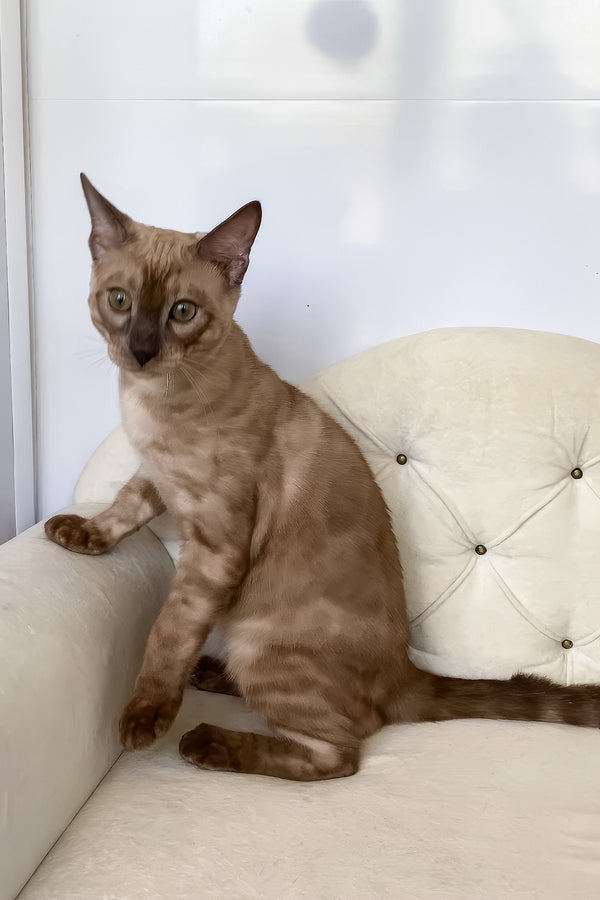 Prince | Bengal Kitten