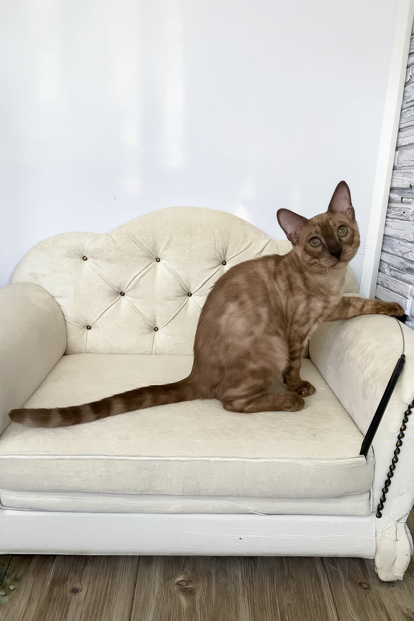 Prince | Bengal Kitten