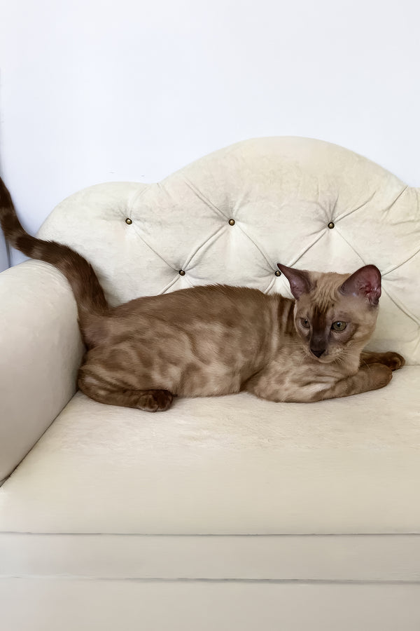 Prince | Bengal Kitten