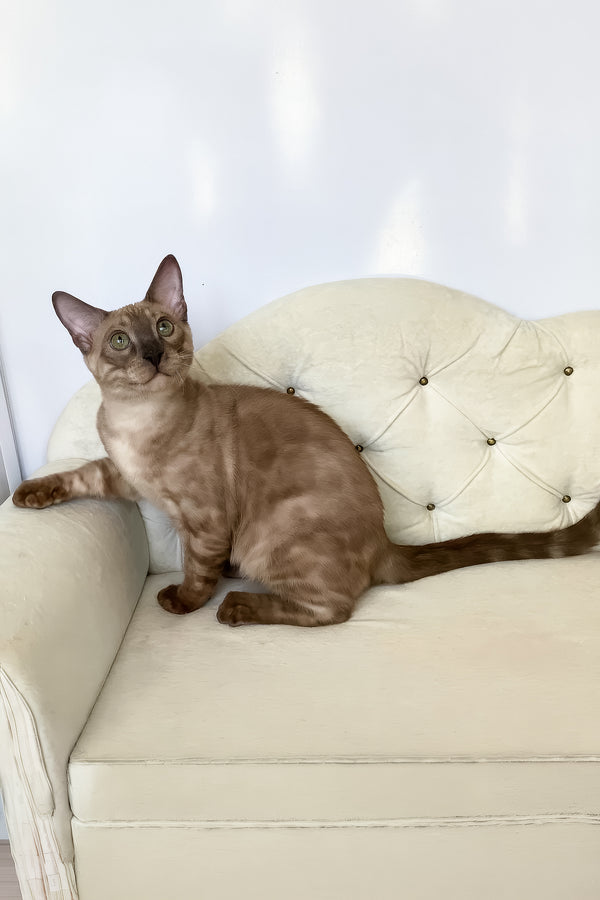 Prince | Bengal Kitten