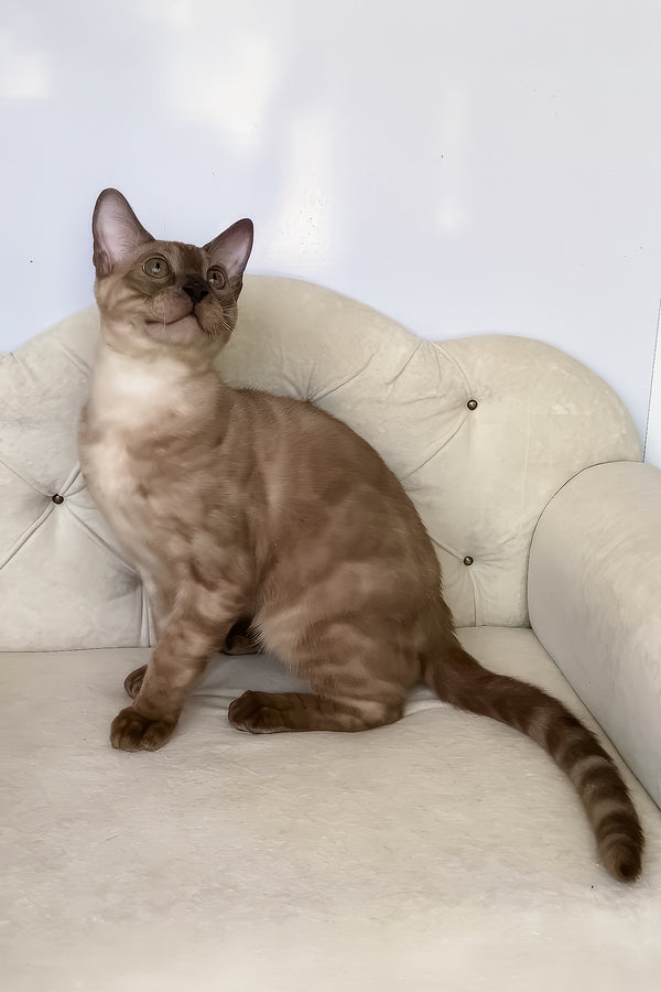 Prince | Bengal Kitten