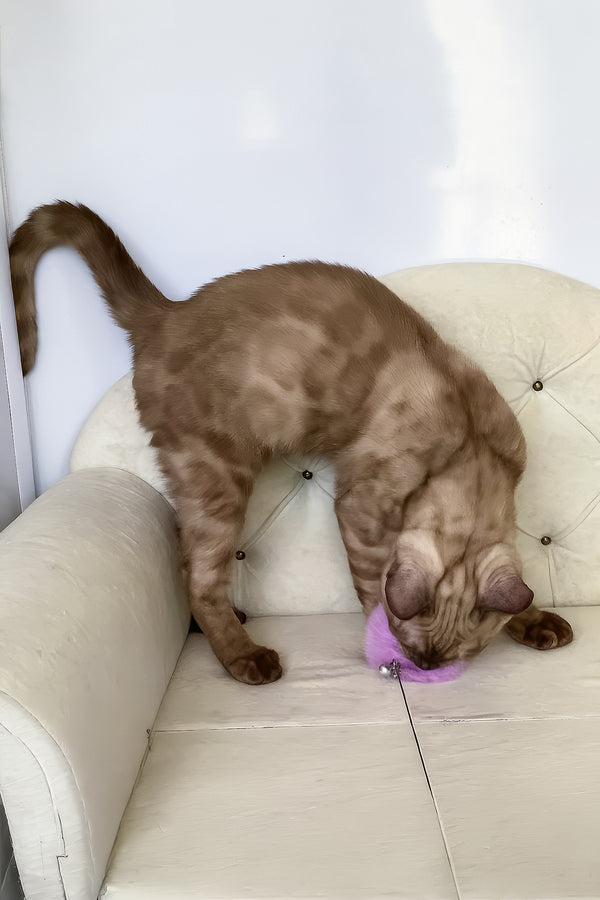 Prince | Bengal Kitten