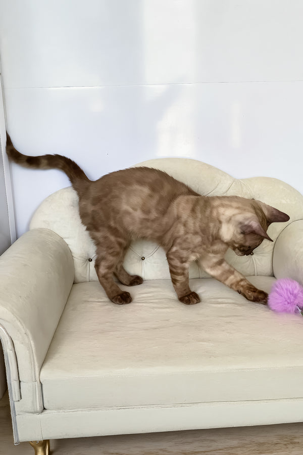 Prince | Bengal Kitten