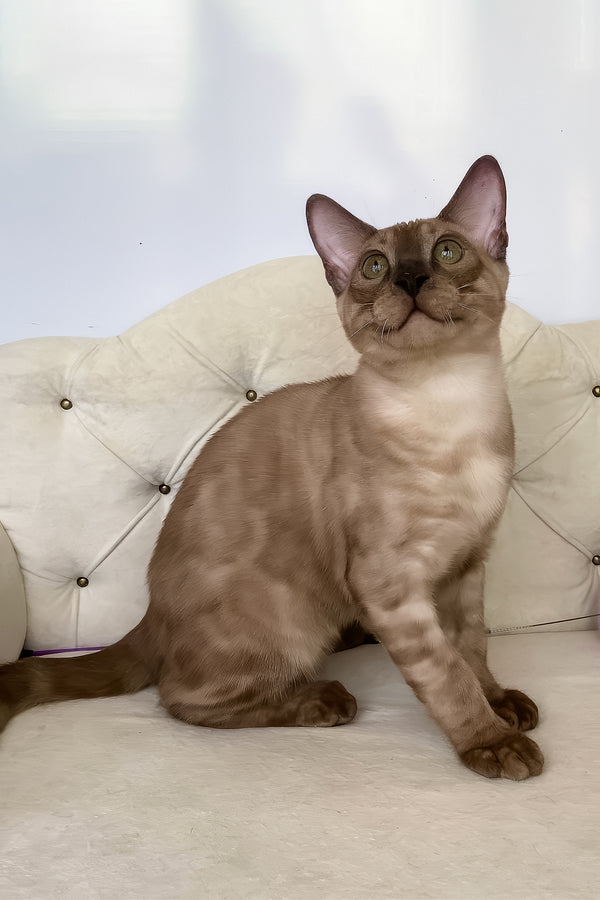 Prince | Bengal Kitten
