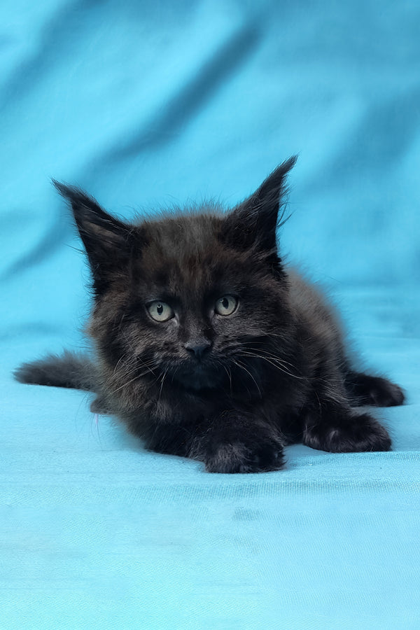 Prince | Maine Coon Kitten