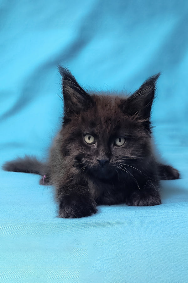 Prince | Maine Coon Kitten