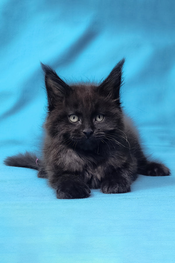Prince | Maine Coon Kitten