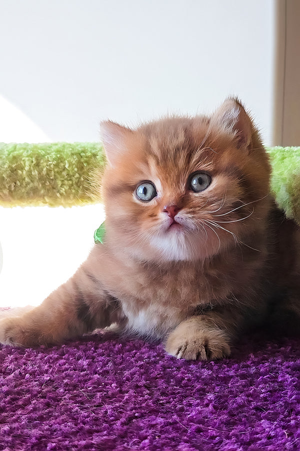 Prince | British Shorthair Kitten