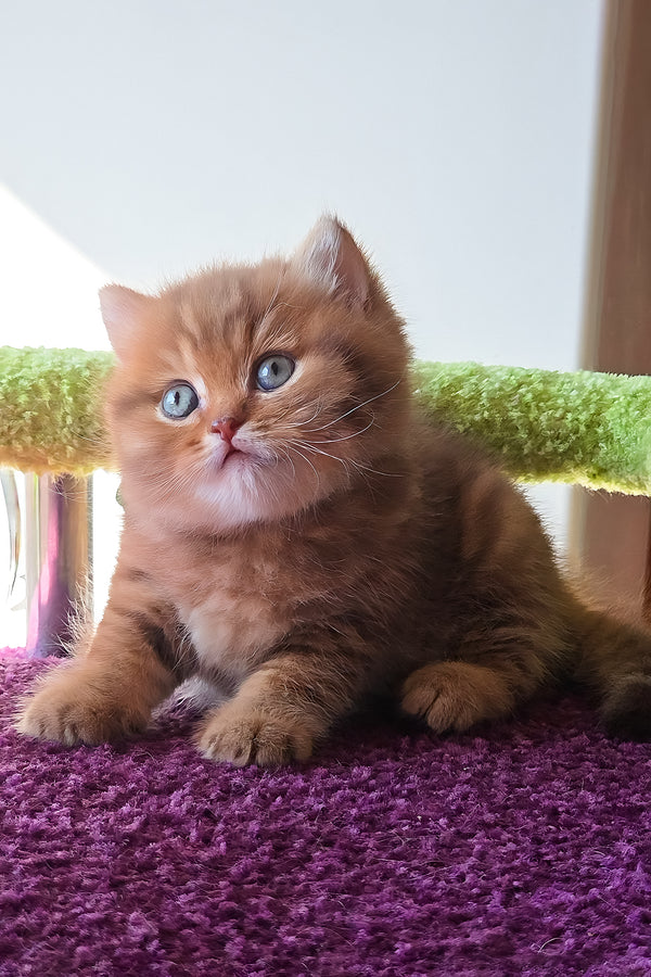 Prince | British Shorthair Kitten