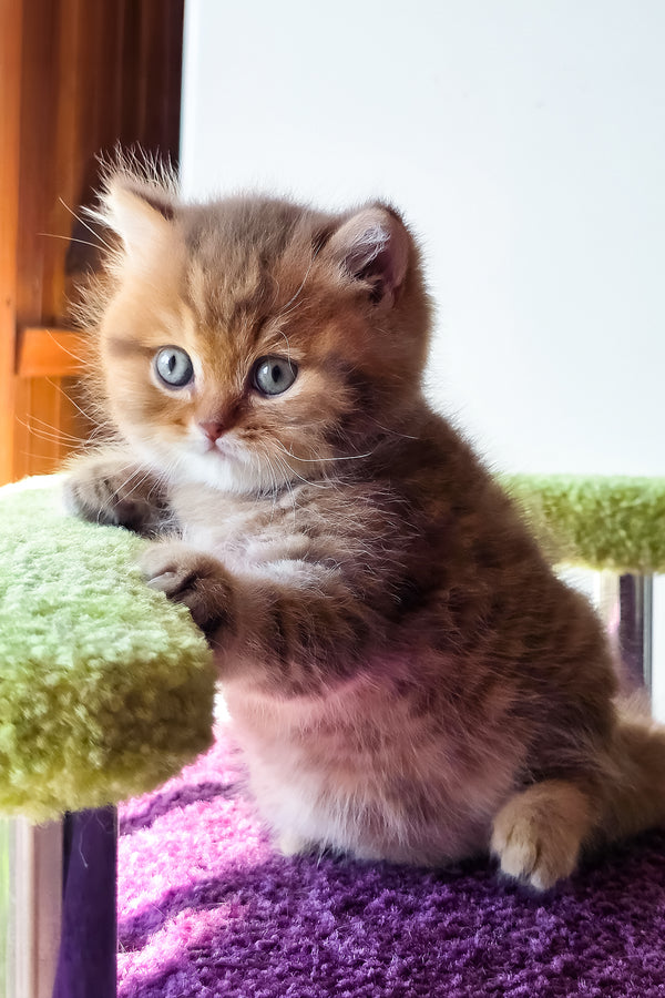 Prince | British Shorthair Kitten