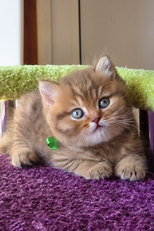 Prince | British Shorthair Kitten