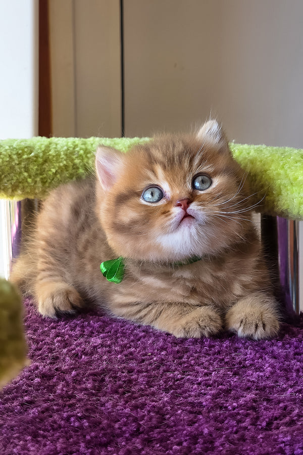 Prince | British Shorthair Kitten
