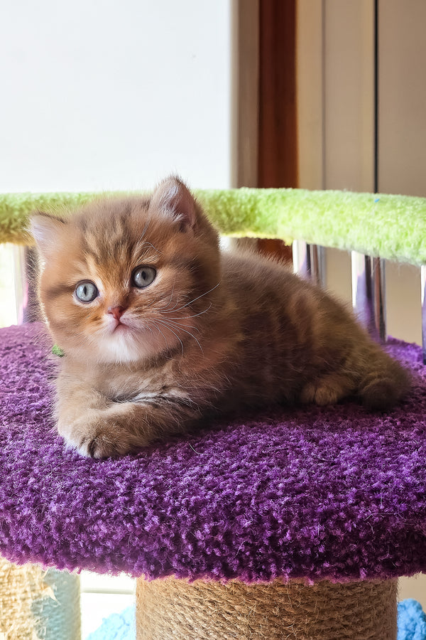 Prince | British Shorthair Kitten