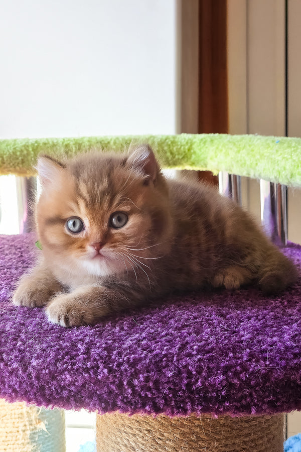 Prince | British Shorthair Kitten