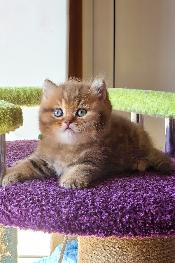 Prince | British Shorthair Kitten