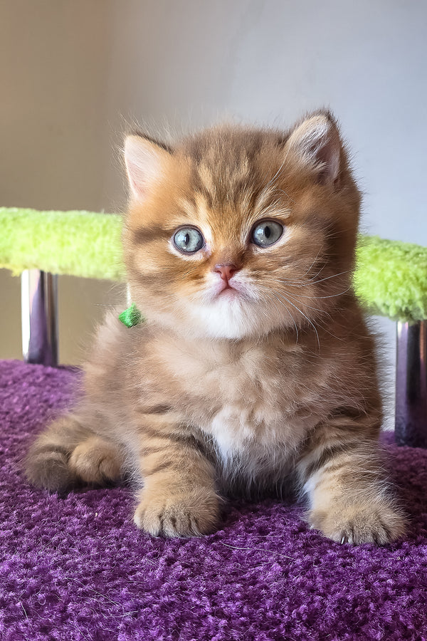 Prince | British Shorthair Kitten