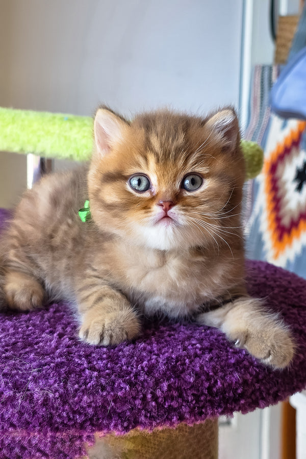 Prince | British Shorthair Kitten