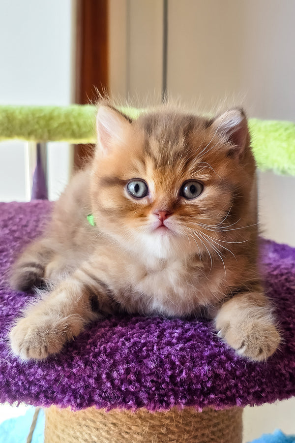 Prince | British Shorthair Kitten