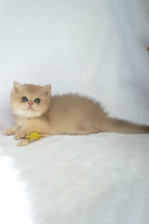 Prince | British Shorthair Kitten