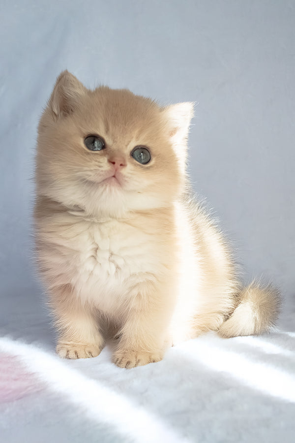 Prince | British Shorthair Kitten