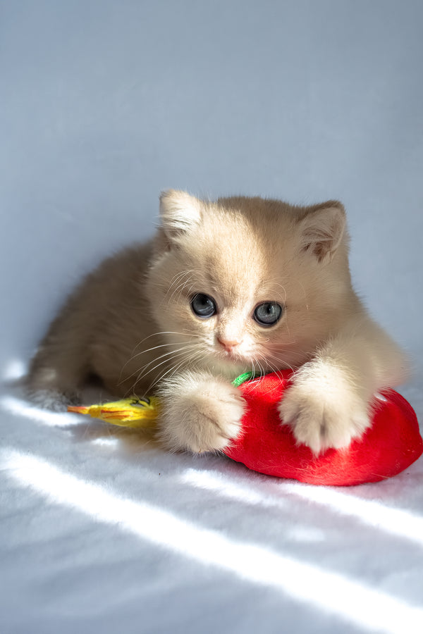 Prince | British Shorthair Kitten