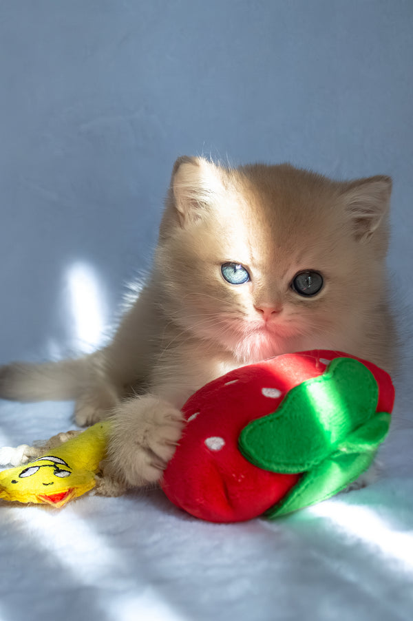 Prince | British Shorthair Kitten