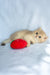 Prince | British Shorthair Kitten