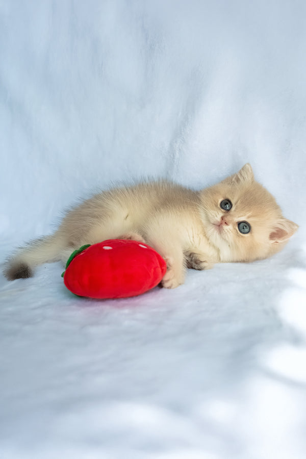Prince | British Shorthair Kitten