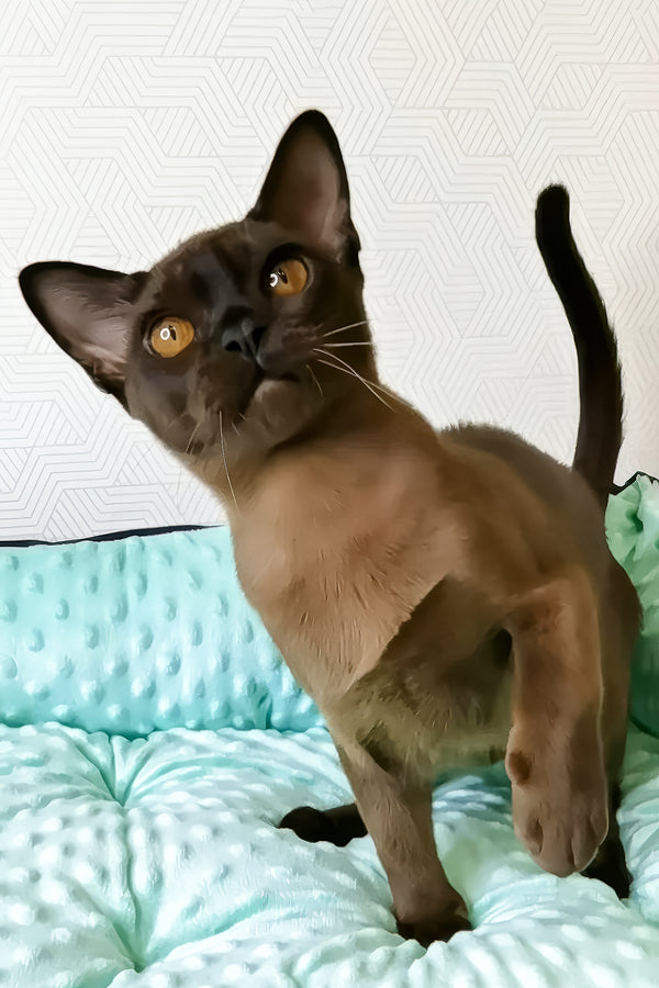 Prohor | Burmese Kitten