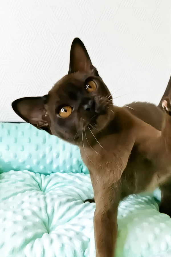 Prohor | Burmese Kitten