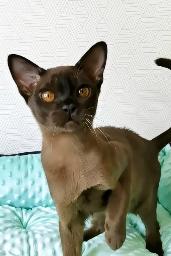 Prohor | Burmese Kitten