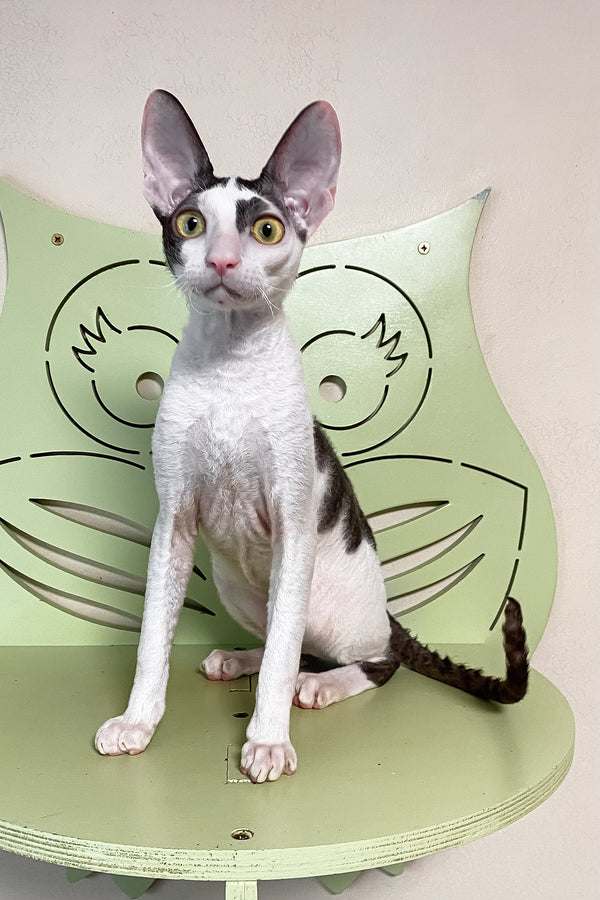 Prokhor | Cornish Rex Kitten