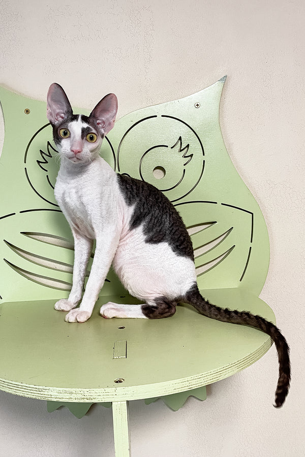 Prokhor | Cornish Rex Kitten
