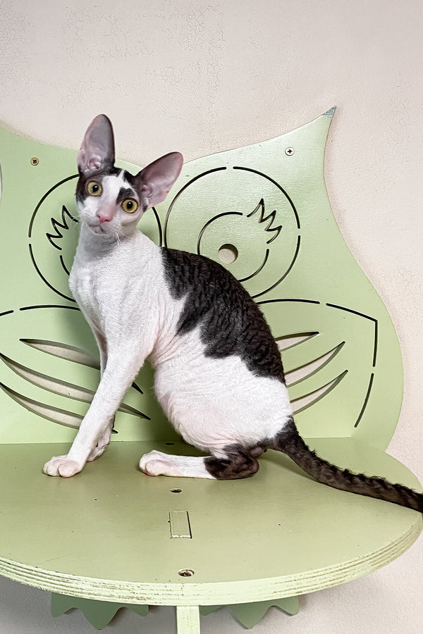 Prokhor | Cornish Rex Kitten