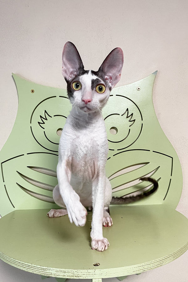 Prokhor | Cornish Rex Kitten
