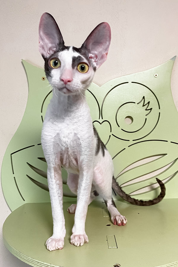 Prokhor | Cornish Rex Kitten