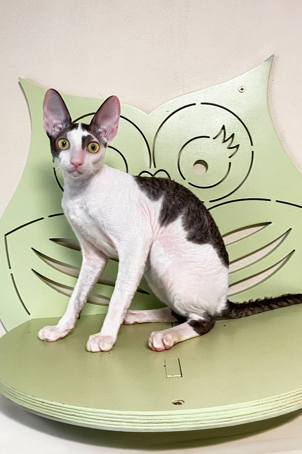 Prokhor | Cornish Rex Kitten