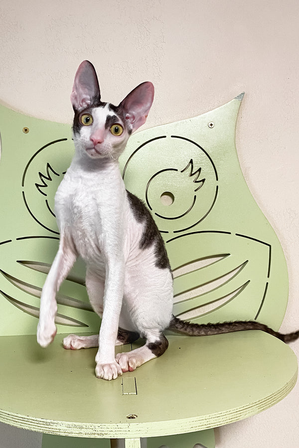 Prokhor | Cornish Rex Kitten