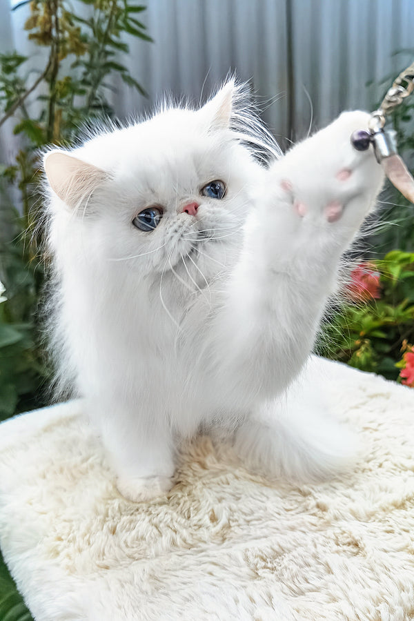 Pufik | Persian Kitten