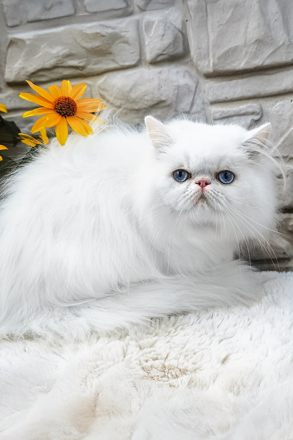 Pufik | Persian Kitten