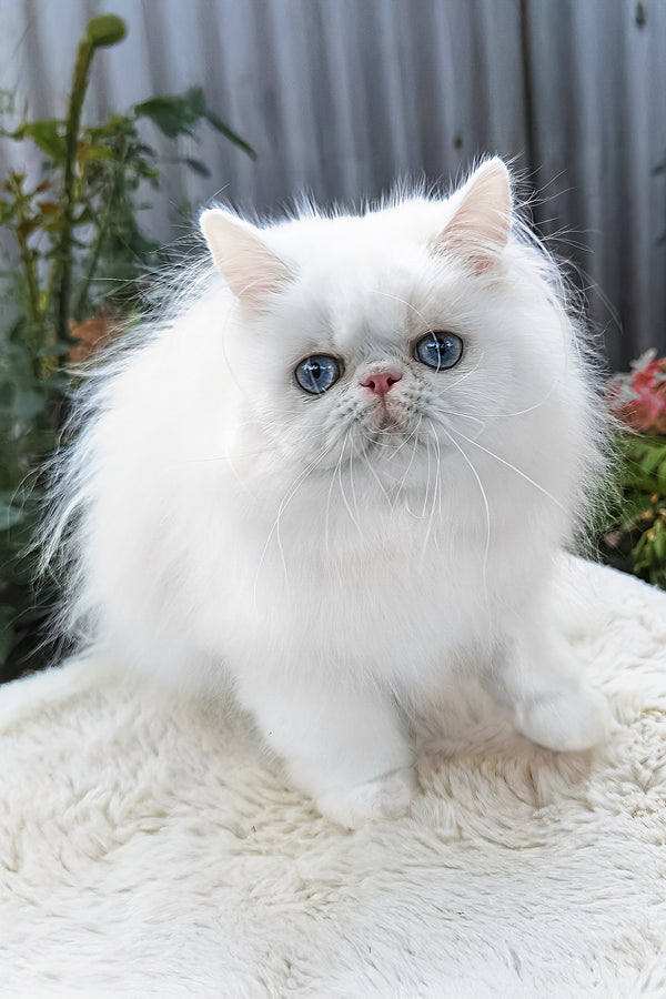Pufik | Persian Kitten