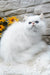 Pufik | Persian Kitten