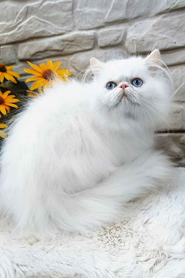 Pufik | Persian Kitten