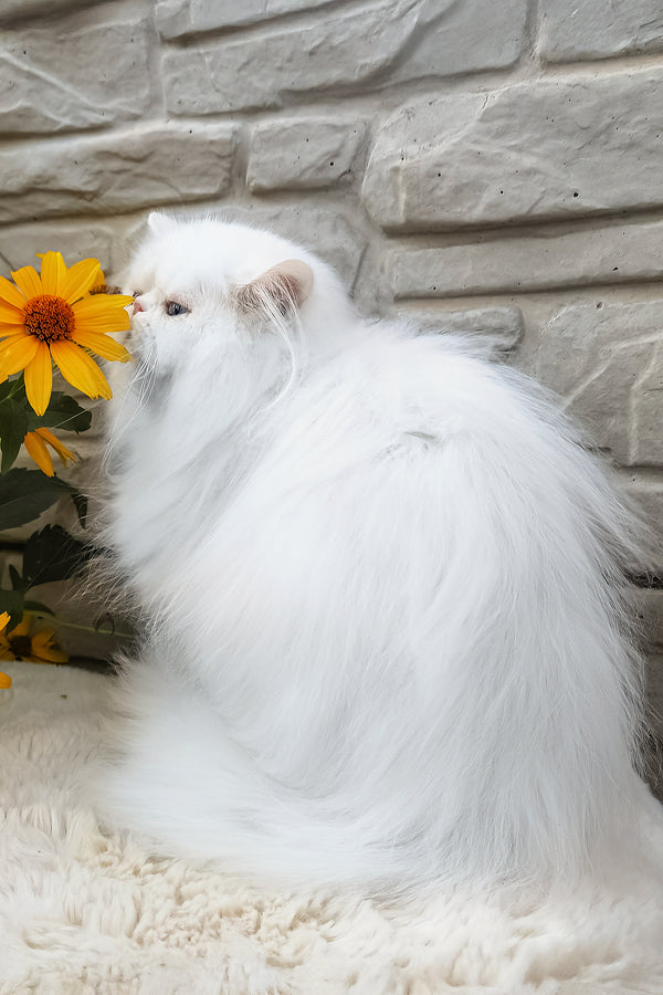 Pufik | Persian Kitten