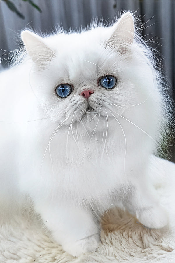 Pufik | Persian Kitten